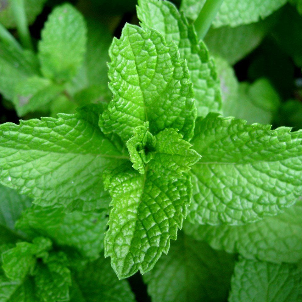 Heirloom Mint Seeds – Fragrant Green Herb for Herbal and Wellness Gardens