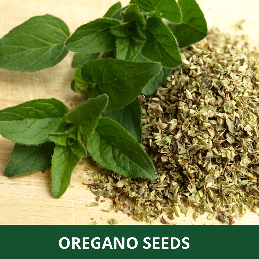 Oregano Seeds – Organic Culinary Herb for Flavorful Home Cooking