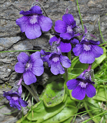 Blue Pinguicula Grandiflora Flower seeds for Planting - Bright Blooms, Heirloom & GMO Free Seeds for Home Garden
