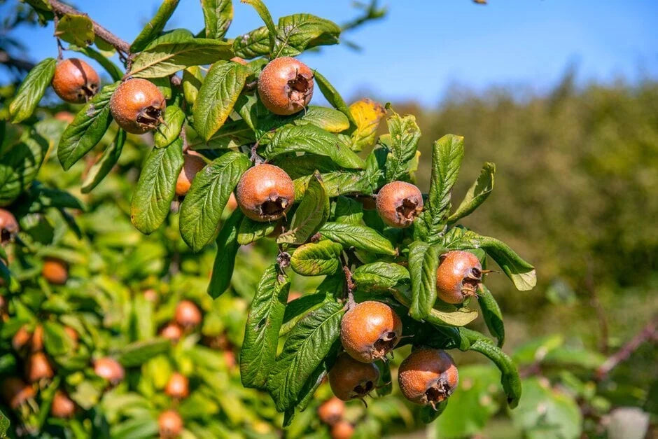 Brown Mespilus Germanica Seeds for Planting