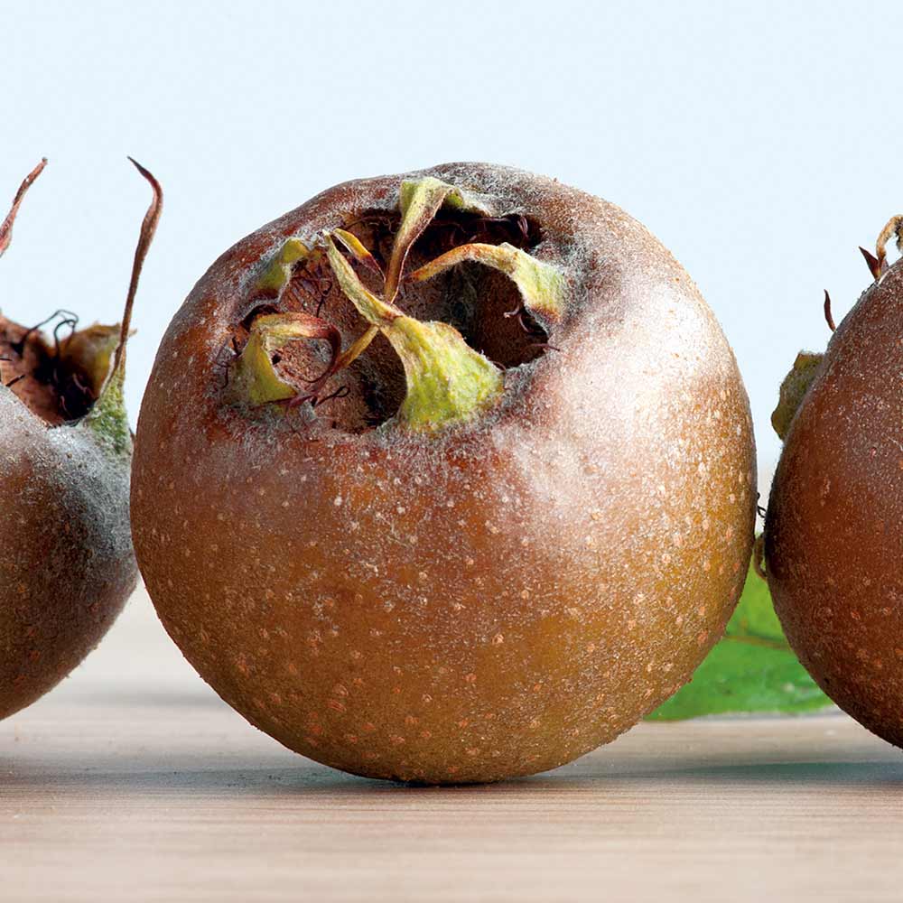 Medlar seeds showing white spring flowers on green leaves