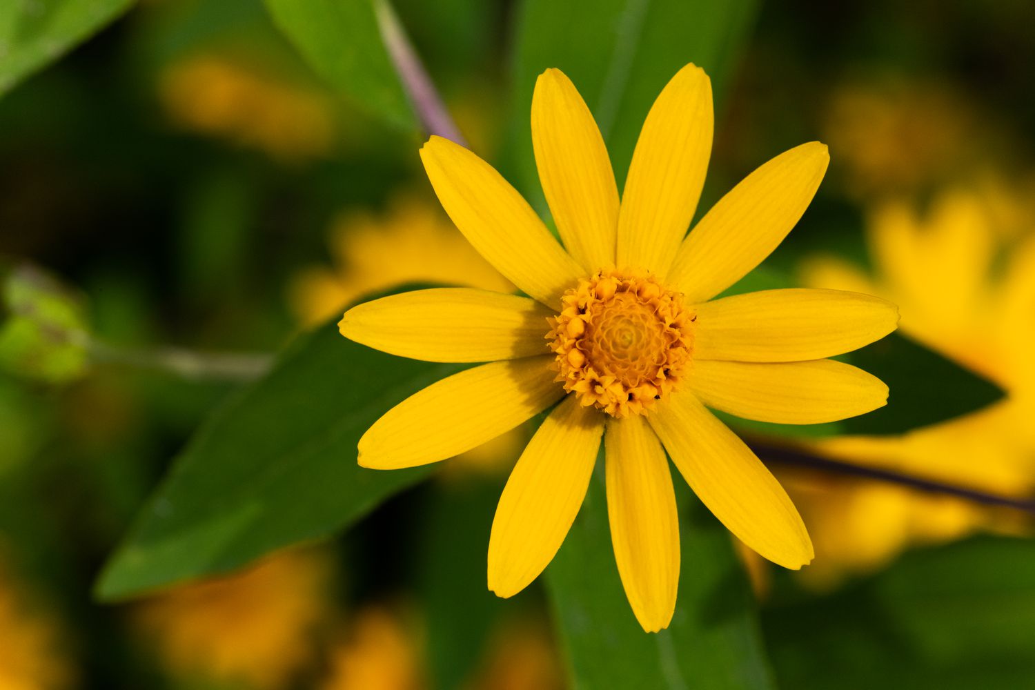 Melampodium Flower seeds for Planting Vibrant Colors Heirloom & GMO Free Seeds for Home Garden