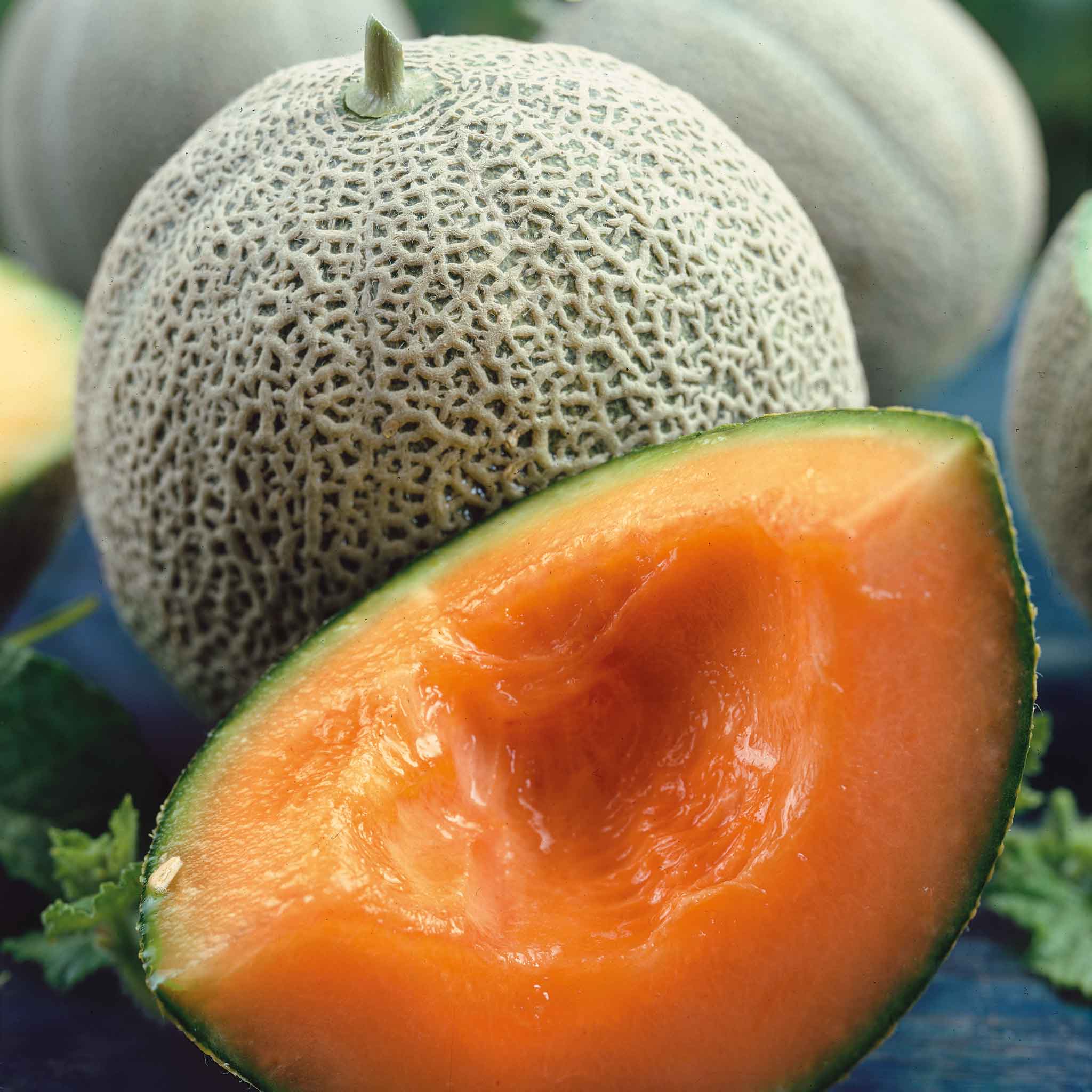 Orange Cantaloupe Melon Seeds for Planting  Grow Delicious Homegrown Fruit