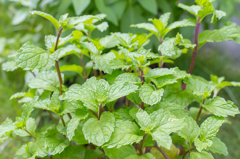 Mentha Piperita Seeds for Vegetable Planting