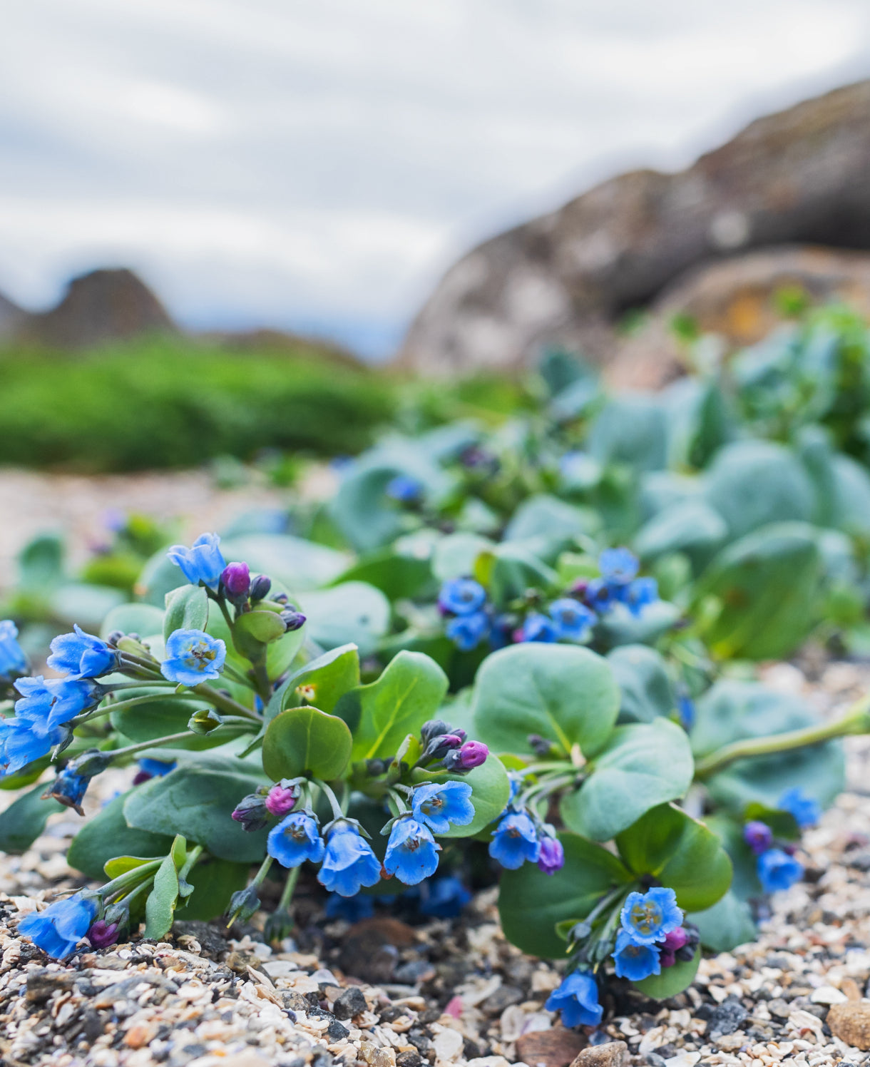 Mertensia Maritima Flower seeds for Planting - Perfect for Borders, Heirloom & GMO Free Seeds for Home Garden