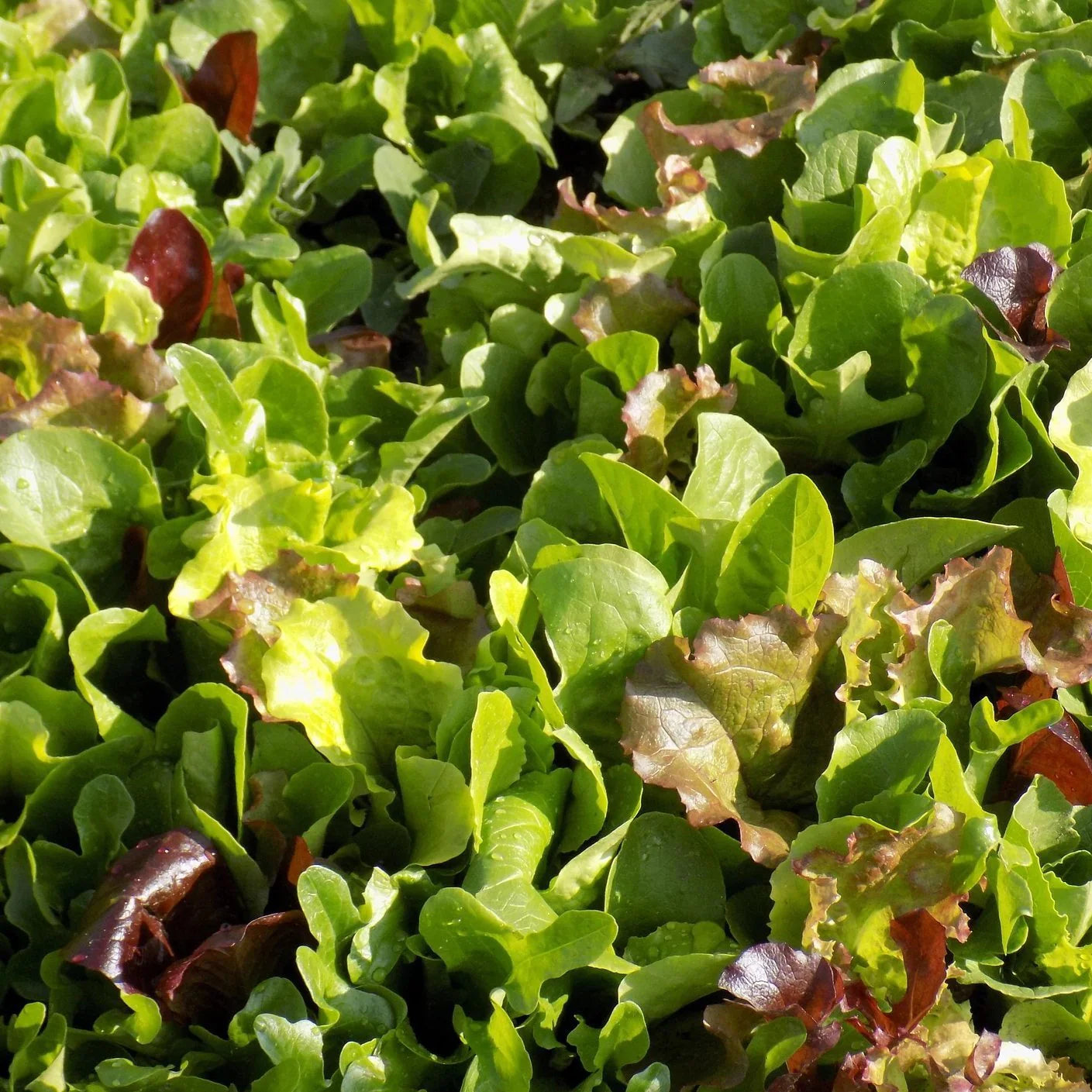 Mixed Gourmet Vegetable Planting Seeds
