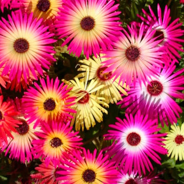 Mesembryanthemum Flower Seeds – Drought-Tolerant Blooming Ground Cover Variety