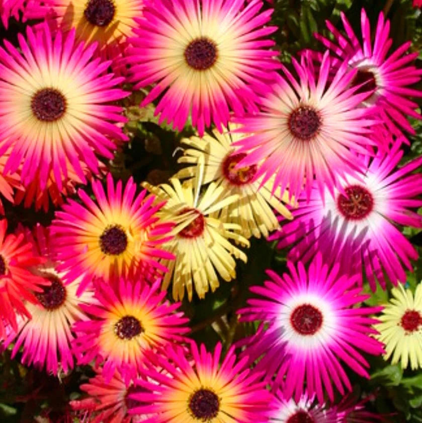 Mesembryanthemum Flower Seeds – Organic Non-GMO Livingstone Daisy Blooms