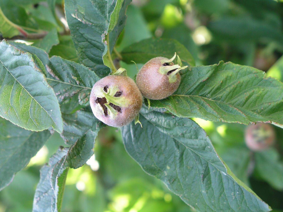 Brown Mespilus Germanica Seeds for Planting