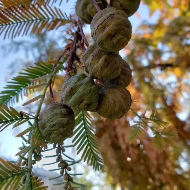 Green Dawn Redwood Seeds - Easy Planting for Stunning Landscape