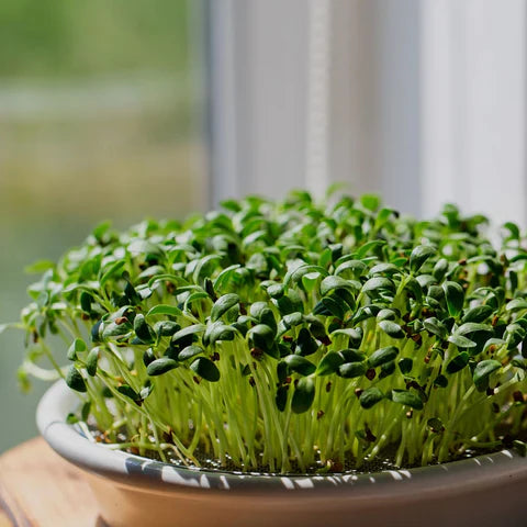 Sunflower Microgreens Flower seeds for Planting - Cottage Garden Essential, Heirloom & GMO Free Seeds for Home Garden