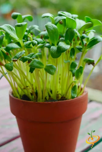 Sunflower Microgreens Flower seeds for Planting - Cottage Garden Essential, Heirloom & GMO Free Seeds for Home Garden