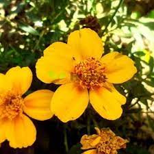Mexican Mint Marigold seeds thriving in sunny container gardens