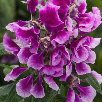 Buy Cuphea Seeds Online – Cuphea hyssopifolia Small Purple Flower Variety