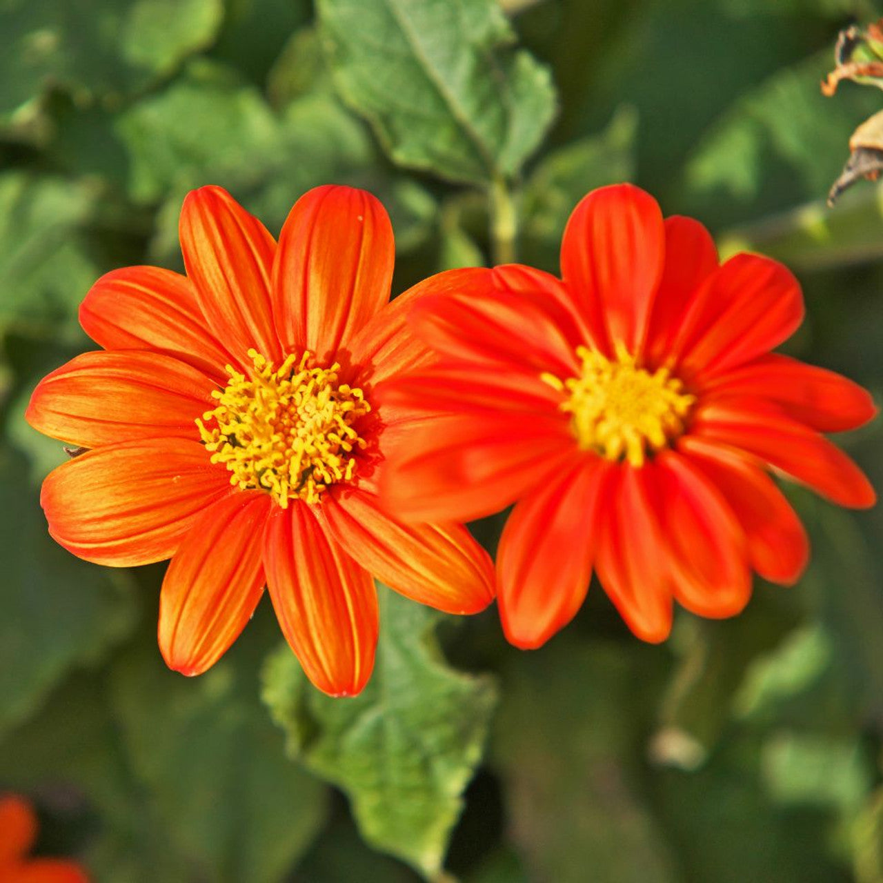 Mexican Sunflower Seeds – Organic Non-GMO Bright Orange Butterfly Flowers