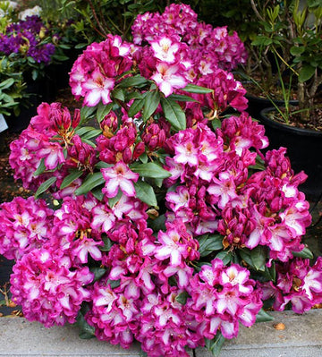 Pink Rhododendron Hans Flower seeds for Planting - Colorful Display, Heirloom & GMO Free Seeds for Home Garden