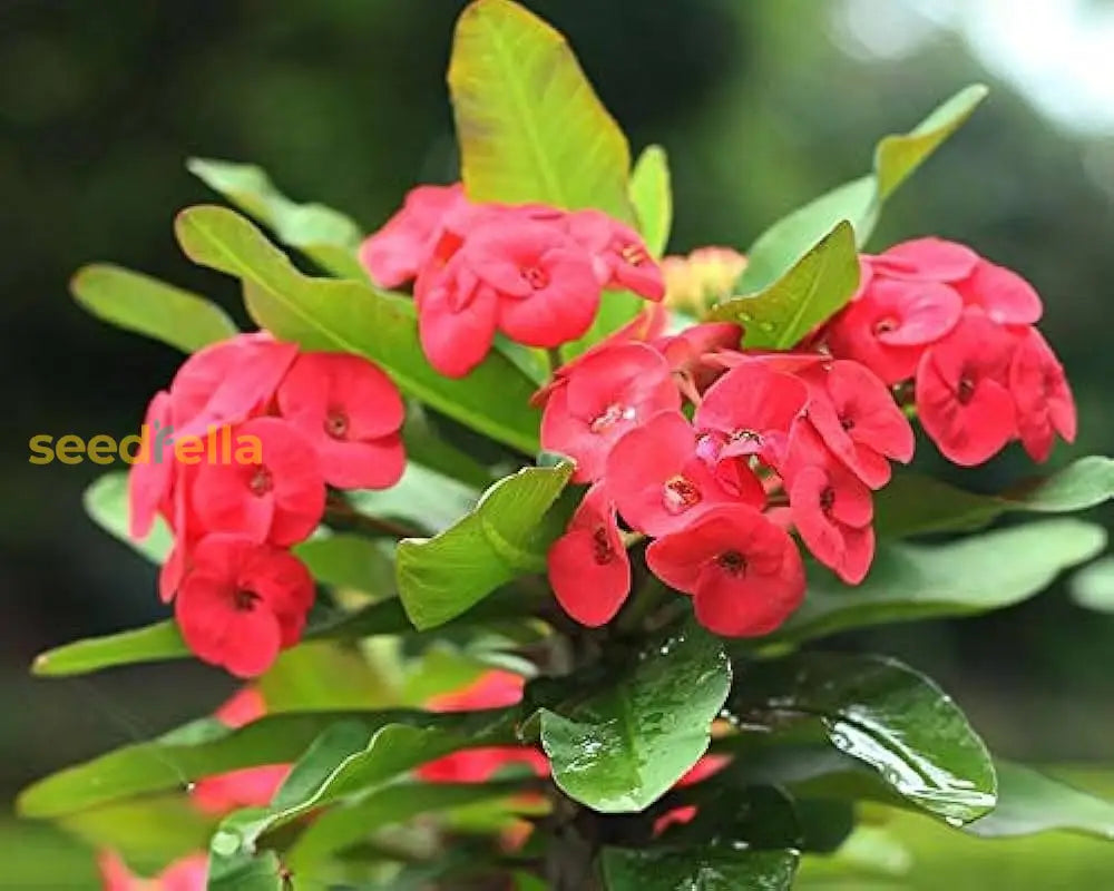 Milii Red Flower Seeds For Planting | Vibrant Annuals Your Garden