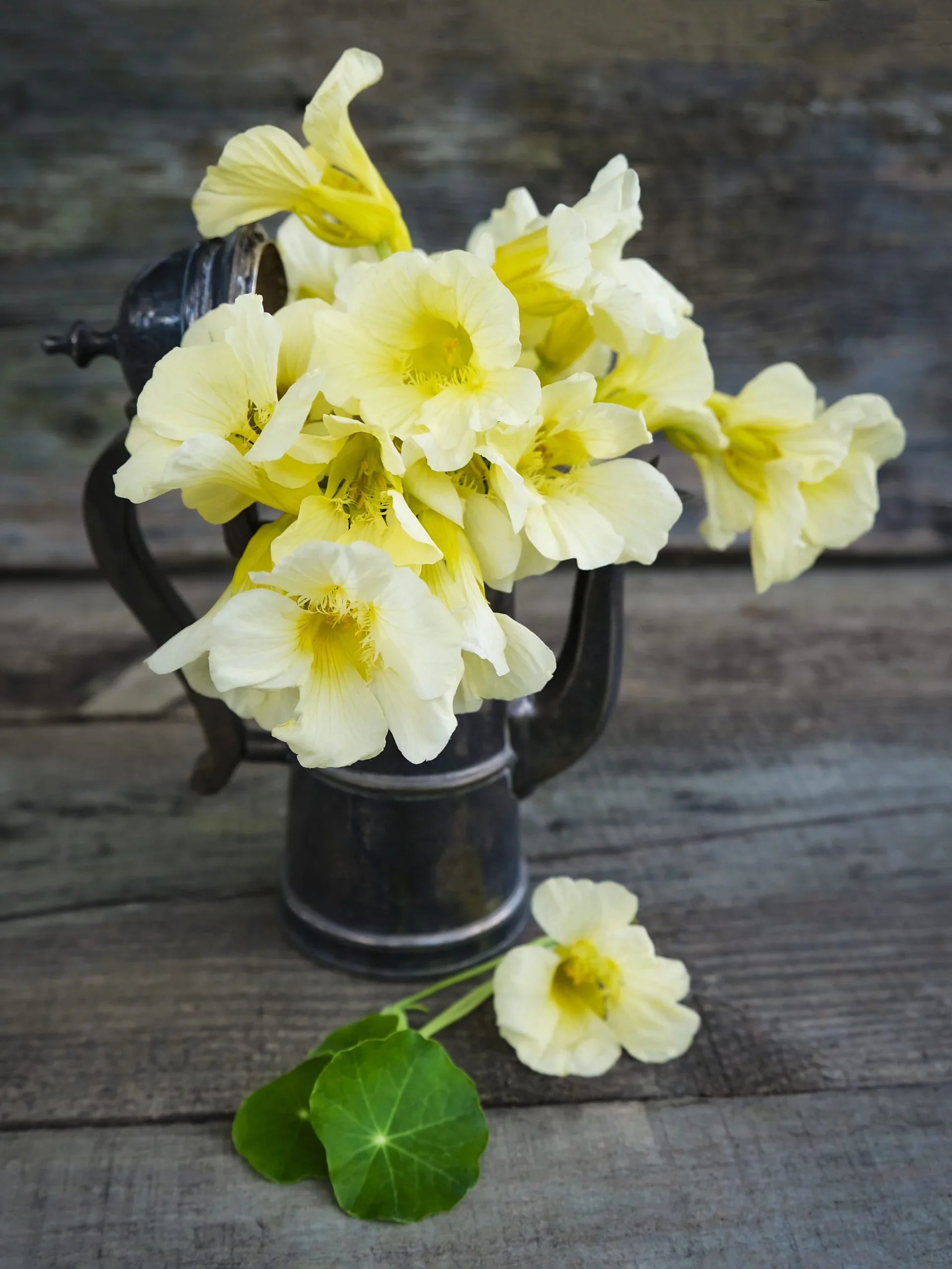 Milkmaid Plant Seeds – Soft Yellow White Flowers for Gardening
