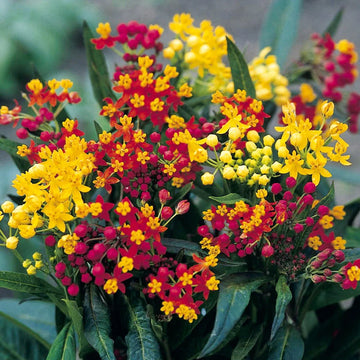 Buy Asclepias Flower Seeds Online – Native Pollinator Garden Plant