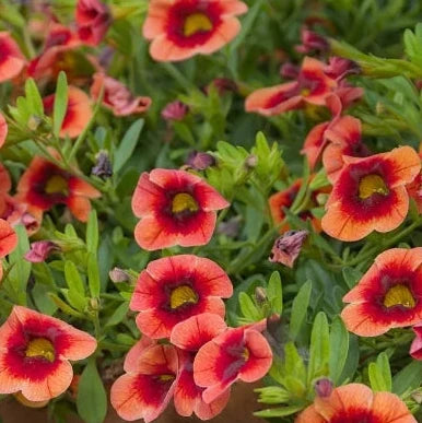 Buy Calibrachoa Flower Seeds Online – Colorful Balcony & Hanging Plants