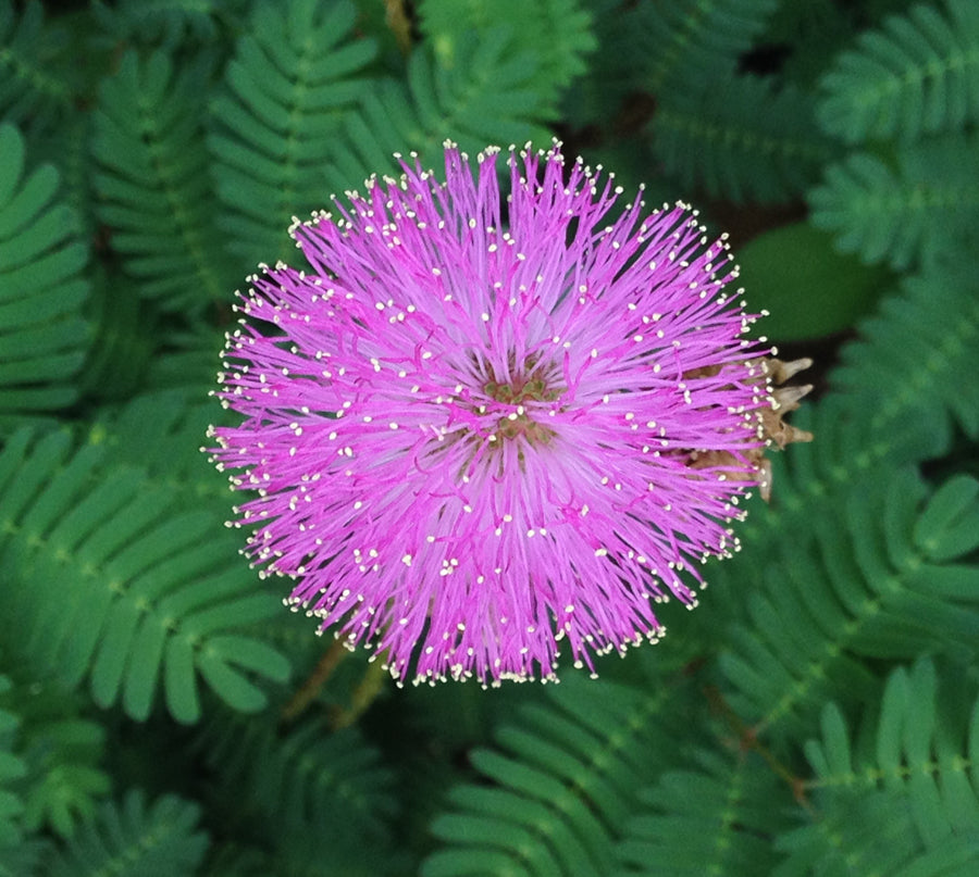 Pink Mimosa Flower seeds for Planting - Garden Favorite, Heirloom & GMO Free Seeds for Home Garden