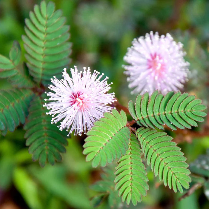 Mimosa Flower seeds for Planting - Sun Loving, Heirloom & GMO Free Seeds for Home Garden