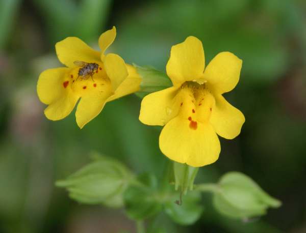 Mimulus Flower seeds for Planting Sun Loving Heirloom & GMO Free Seeds for Home Garden