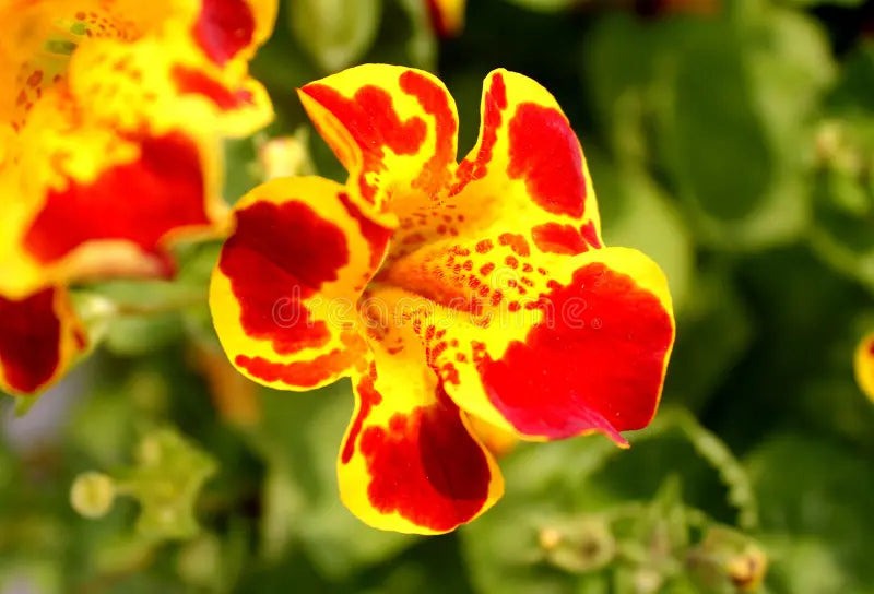 Red Monkey Flower Seeds for Planting and Gardening