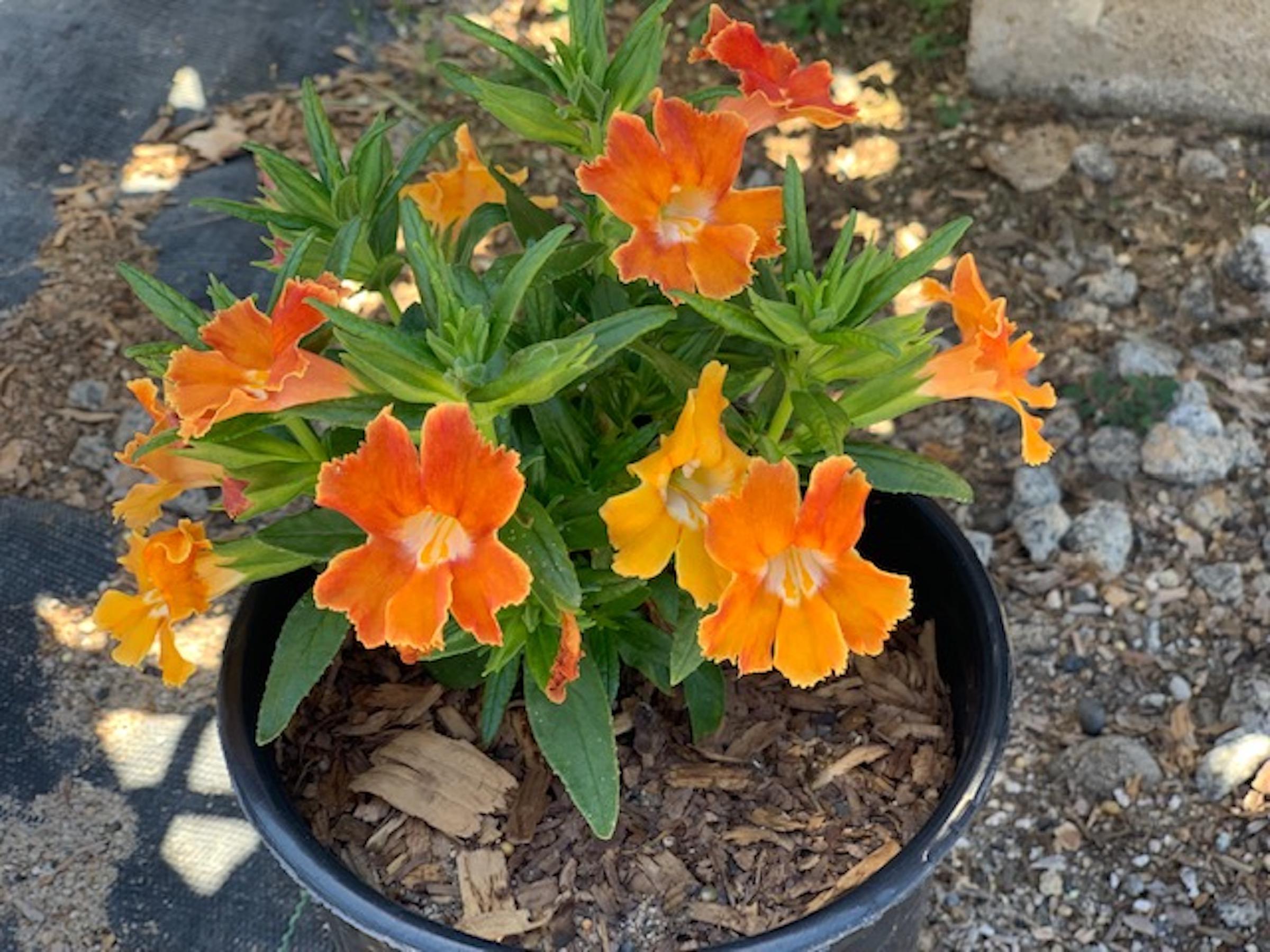 Orange Mimulus Flower seeds for Planting - Wildflower Mix, Heirloom & GMO Free Seeds for Home Garden