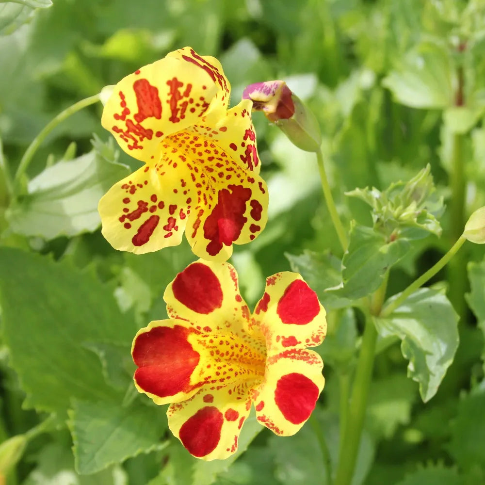 Mimulus Luteus Flower seeds for Planting - Drought Tolerant, Heirloom & GMO Free Seeds for Home Garden