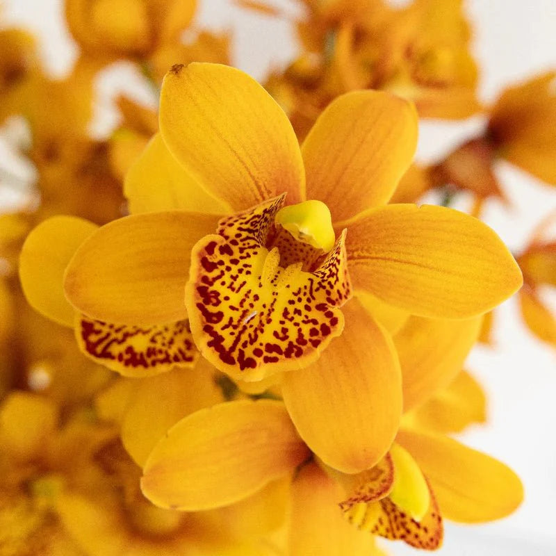 Orange Mini Orchid Flower seeds for Planting - Seasonal Bloomer, Heirloom & GMO Free Seeds for Home Garden