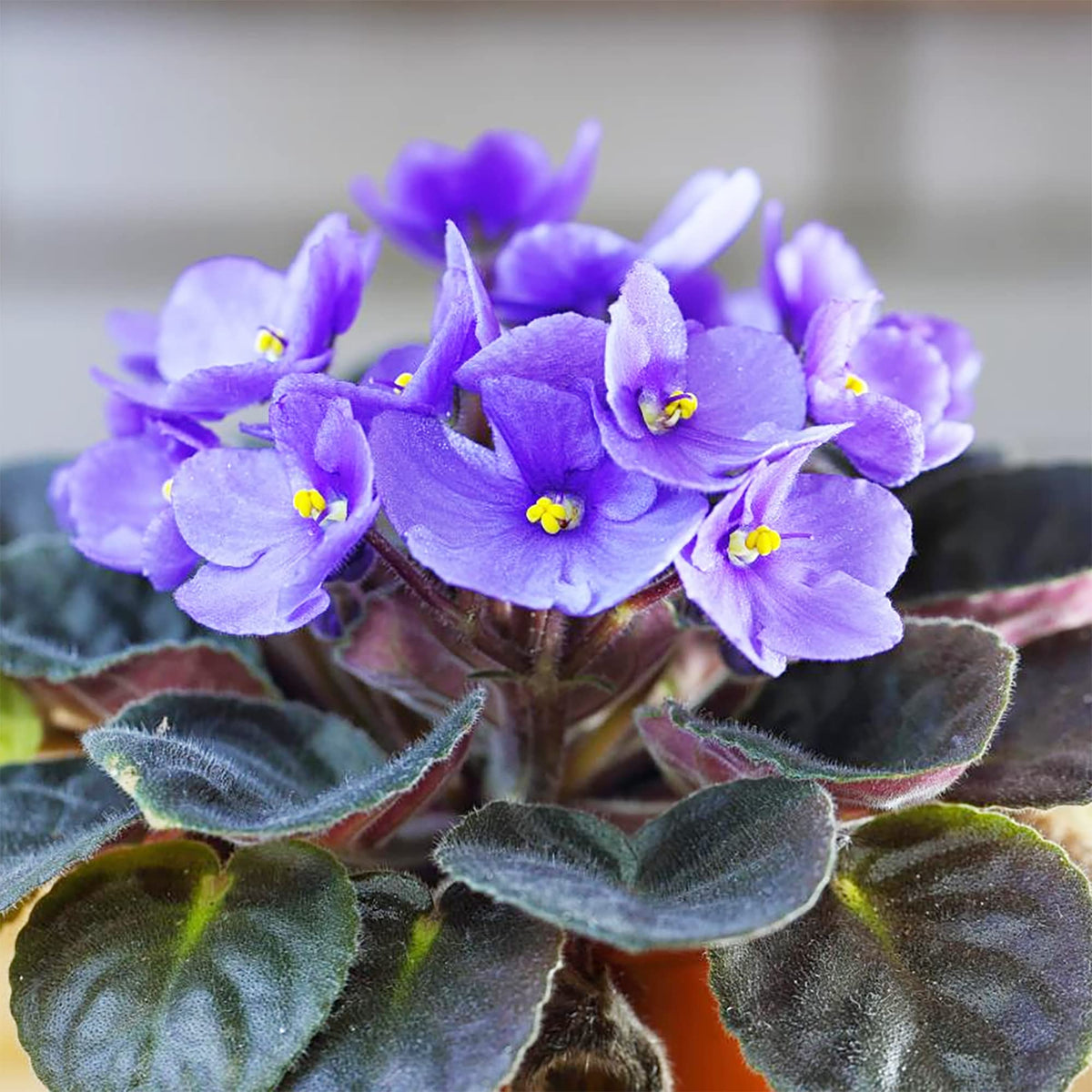 Mini Violet Rare Flower Seeds - Yellow & Pink Blooms for Unique Garden ...