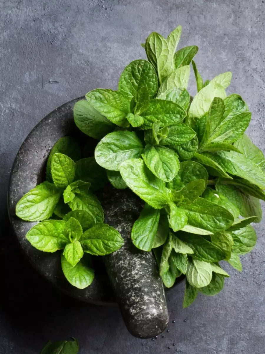 Mint seeds for pots and outdoor gardens