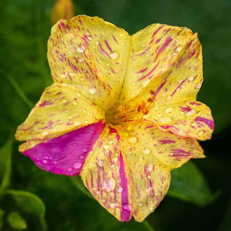 Buy Four O’Clock (Mirabilis jalapa) Seeds Online – Colorful Marvel of Peru