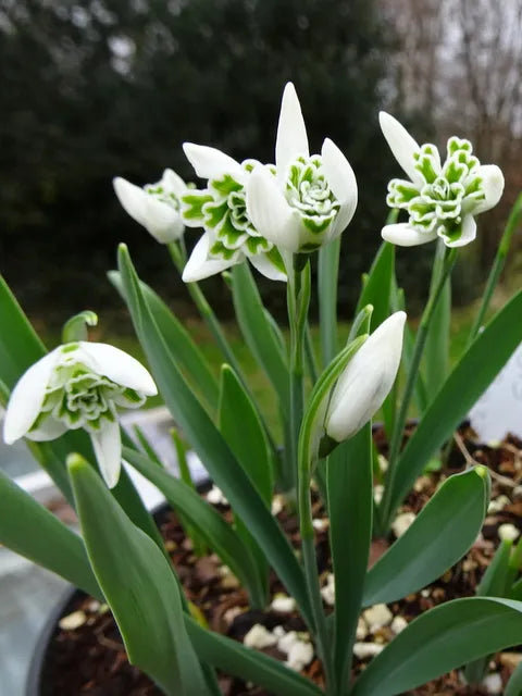 Rare Scented Snowdrops (Galanthus nivalis 'Flore Pleno') Flower seeds for Planting - Garden Favorite, Heirloom & GMO Free Seeds for Home Garden
