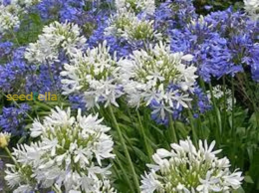 Mix Agapanthus Flower Planting Seeds - Vibrant Perennial For A Beautiful Garden