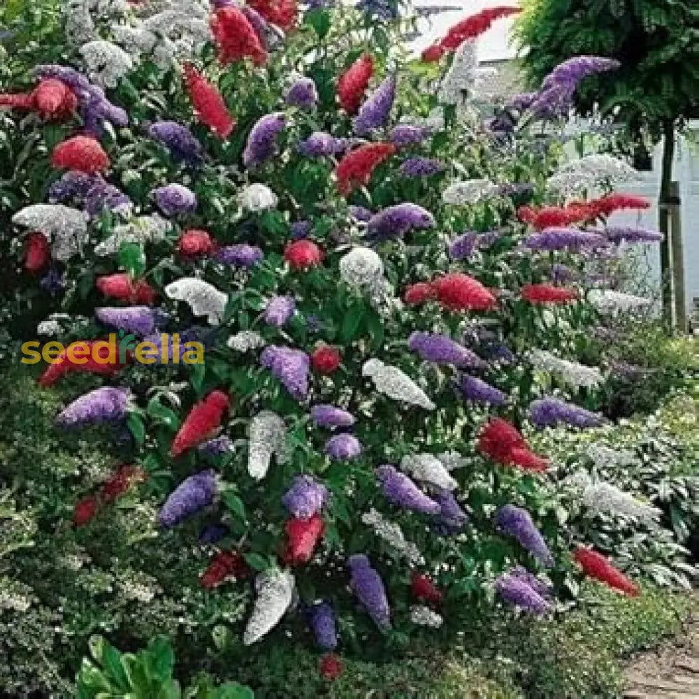 Mix Butterfly Bush Seeds For Planting - Vibrant Flower Gardens Easy To Grow