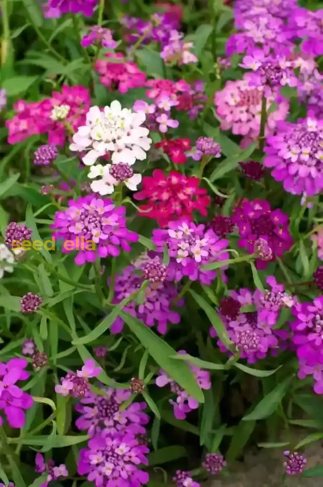 Mix Candytuft Flower Seeds For Planting - Colorful Annual Blooms Vibrant Gardens