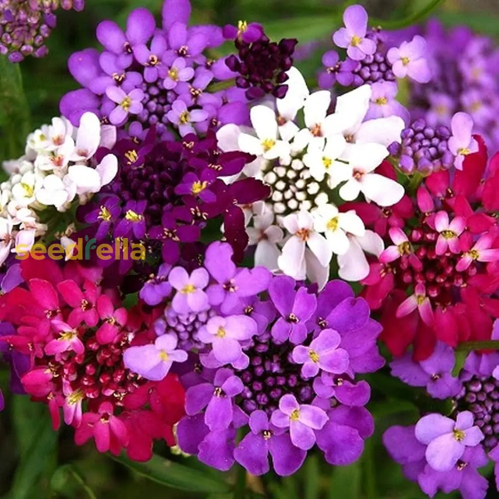 Mix Candytuft Flower Seeds For Planting - Colorful Annual Blooms Vibrant Gardens
