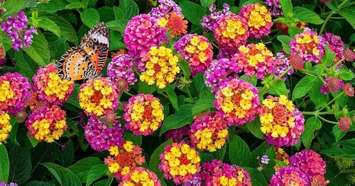 Mixed Colors Flower Seeds Flower seeds for Planting - Bright Blooms, Heirloom & GMO Free Seeds for Home Garden