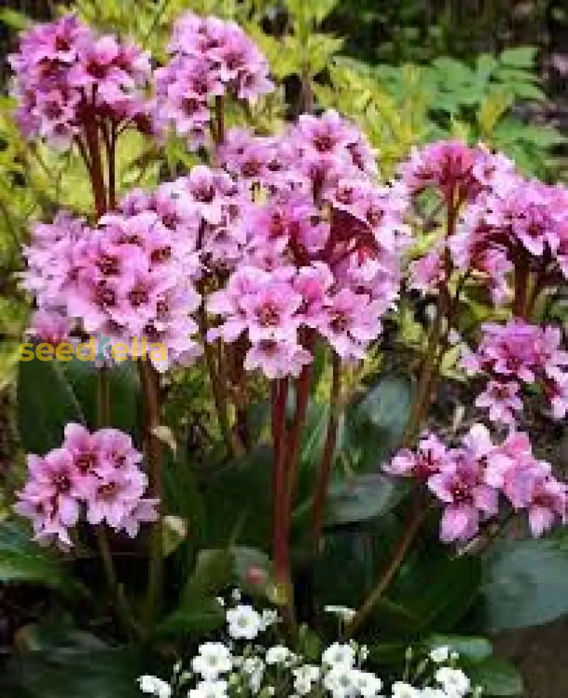 Mixed Bergenia Cordifolia Flower Planting Seeds - Perennial For Vibrant Garden Blooms