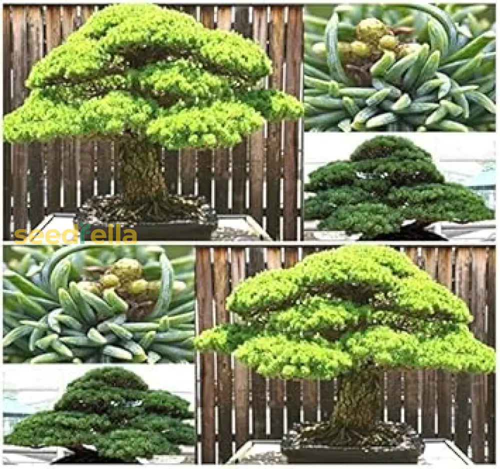 Mixed Bonsai Tree Seeds For Easy Home Planting Plant Seeds