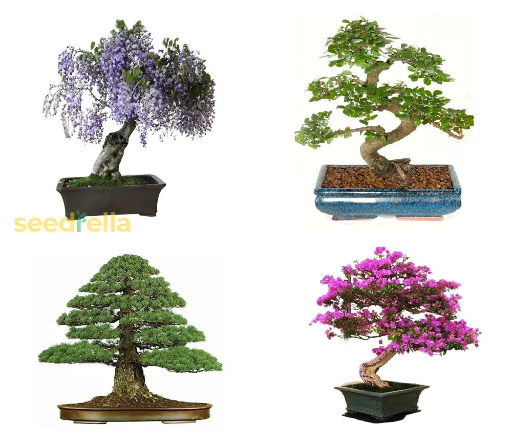 Mixed Bonsai Tree Seeds For Easy Home Planting Plant Seeds