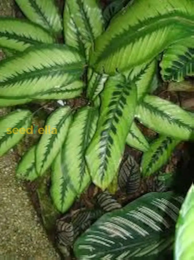Mixed Calathea Plant Seeds For Easy Planting Seeds