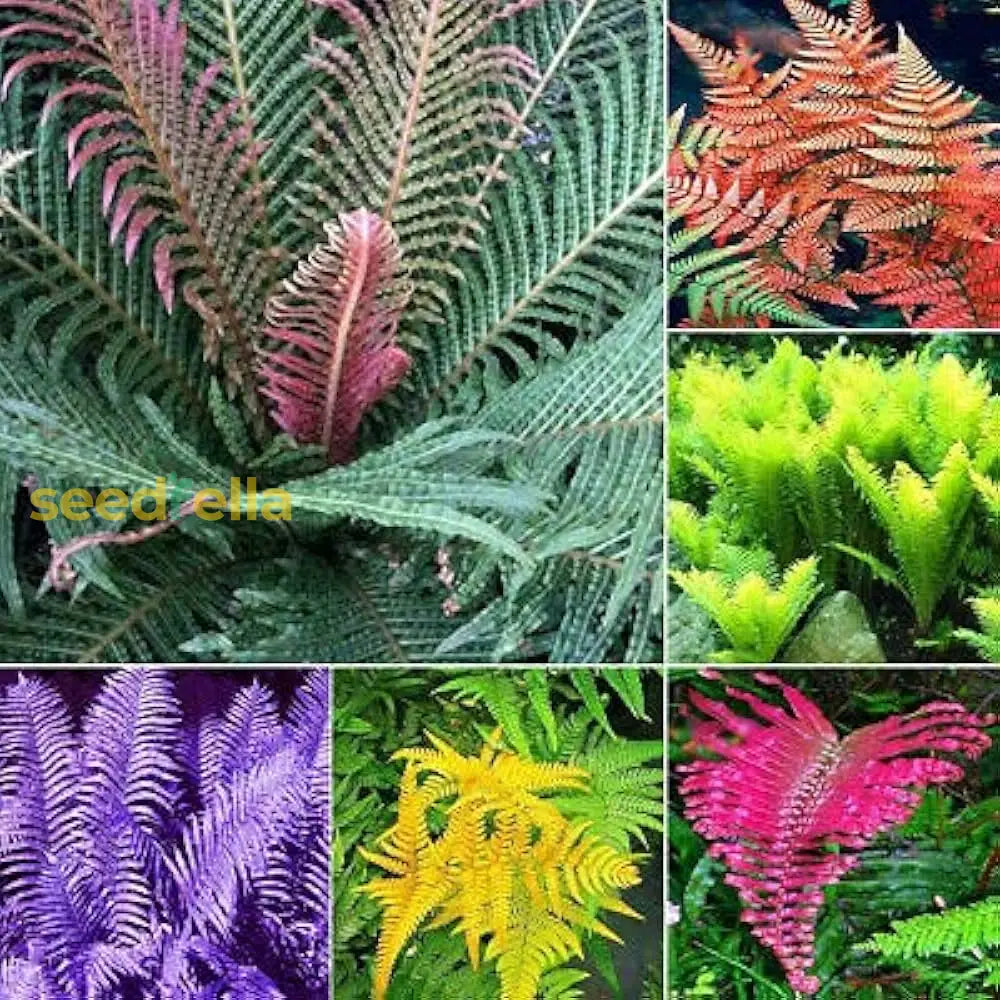 Mixed Colour Fern Seeds For Planting Plant Seed