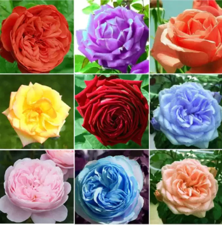 Mixed Colours Rose Seeds for Garden Planting