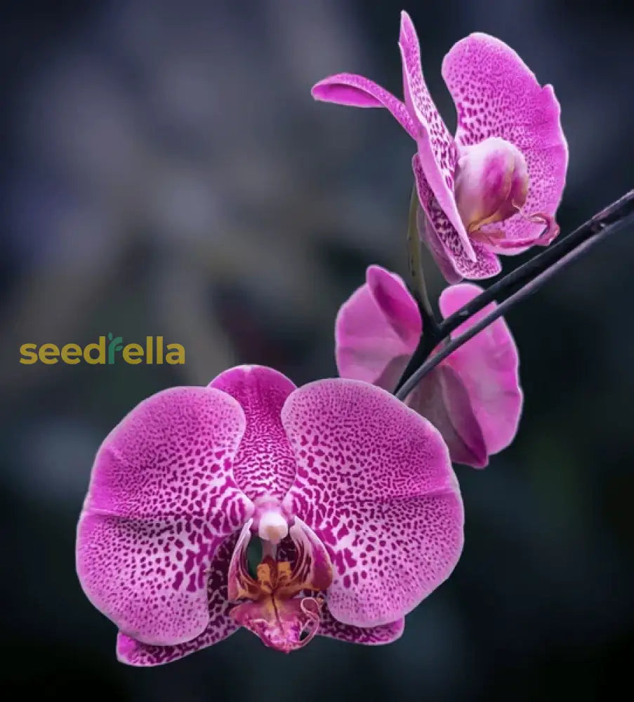 Mixed Doritaenopsis Orchid Seeds For Planting  Vibrant Flower Home & Garden Plant Seeds