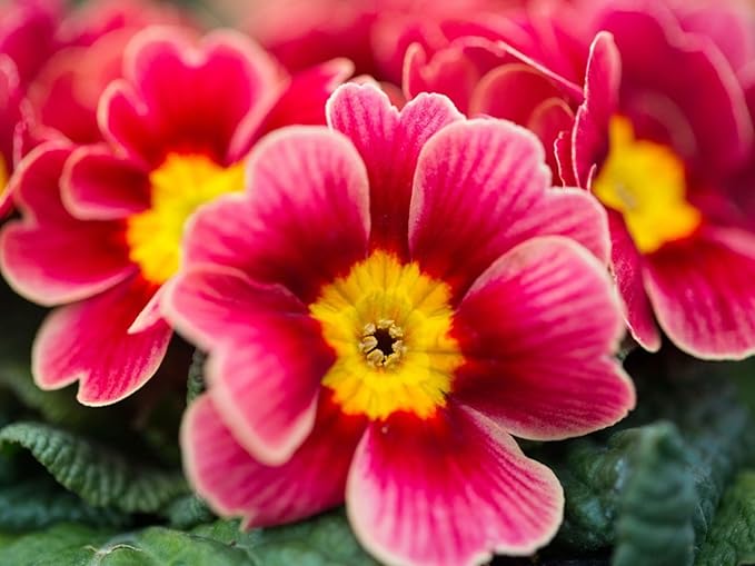 Mixed Evening Primrose Seeds for summer garden blooms