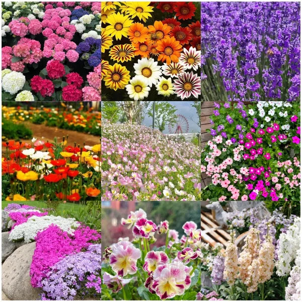 Mixed Four Seasons Flower Seeds for Year-Round Planting