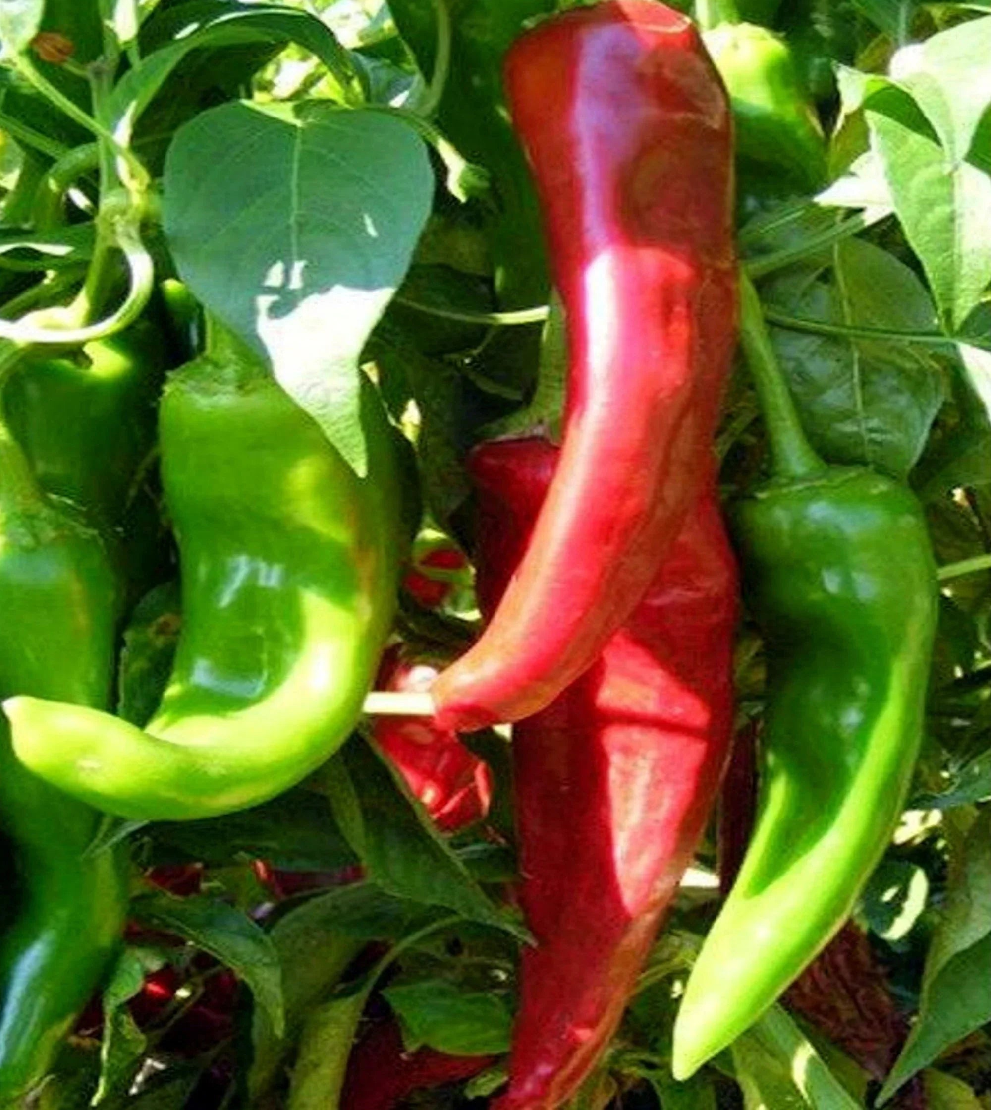 Healthy Mixed Numex Sandia plants growing in full sun